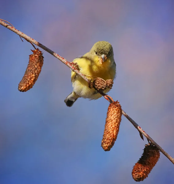 Hermosa foto de pájaro en un entorno natural —  Fotos de Stock