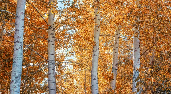 Eine schöne Herbstszene mit Espenbäumen, die sich in der Sonne orange färben — Stockfoto