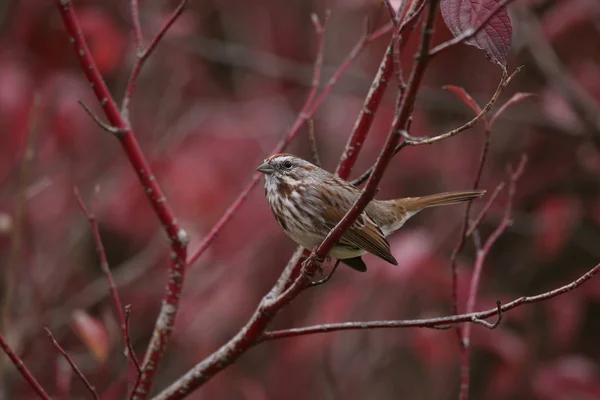 Roztomilý malý vrabec nebo dům finch sedící na větvi během — Stock fotografie