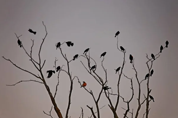 Bela foto de pássaro em um ambiente natural — Fotografia de Stock