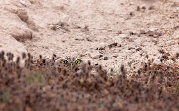アナホリフクロウ隠れの美しい写真 — ストック写真