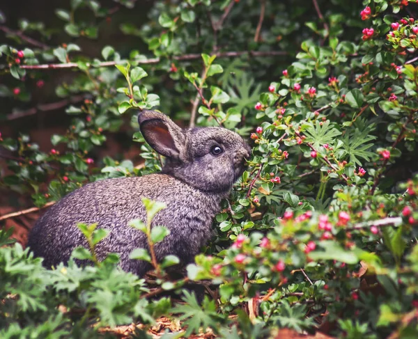 En söt liten kanin äta bär av en gren i en lokal park — Stockfoto