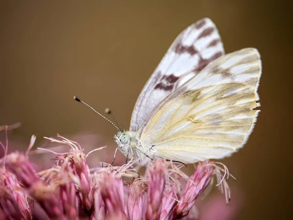 En ganska kål fjäril smutta på nektar från rosa blommor — Stockfoto