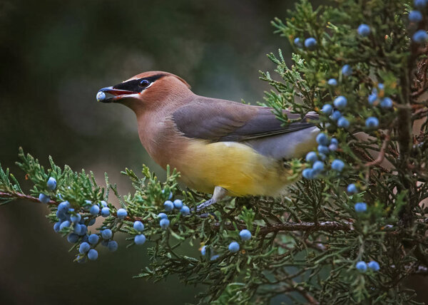 a cedar waxwing eating a blue berry off an evergreen tree in the