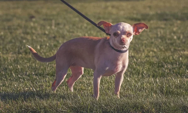 Un chihuahua mignon lécher la bouche pendant l'été par une journée ensoleillée — Photo