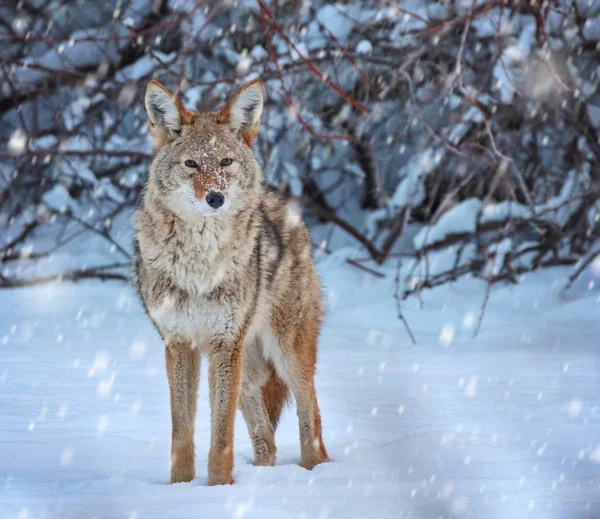 Un coyote su uno stagno innevato in pieno inverno — Foto Stock