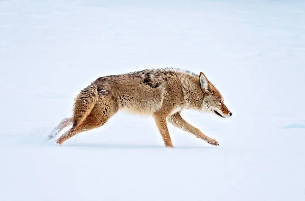 Un coyote corriendo a través de un estanque cubierto de nieve en medio de la victoria — Foto de Stock