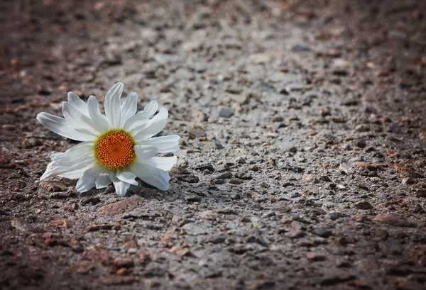 Una flor de margarita aplastada en el pavimento de grava al atardecer con el labio —  Fotos de Stock