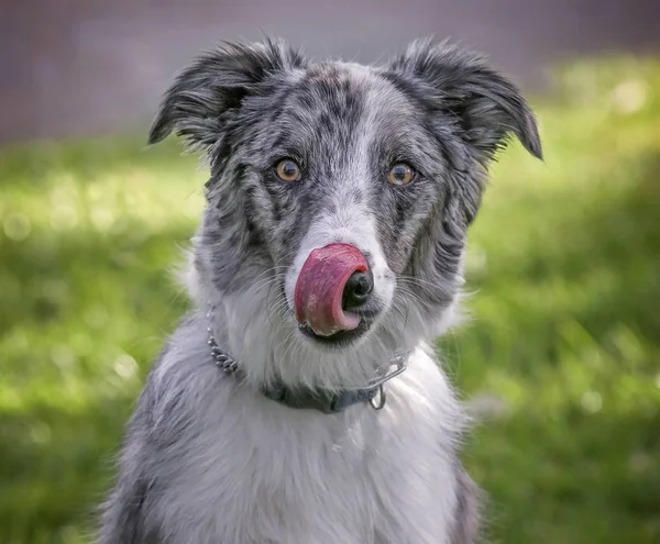 Un bel cane pastore australiano leccare nel parco su un caldo s — Foto Stock