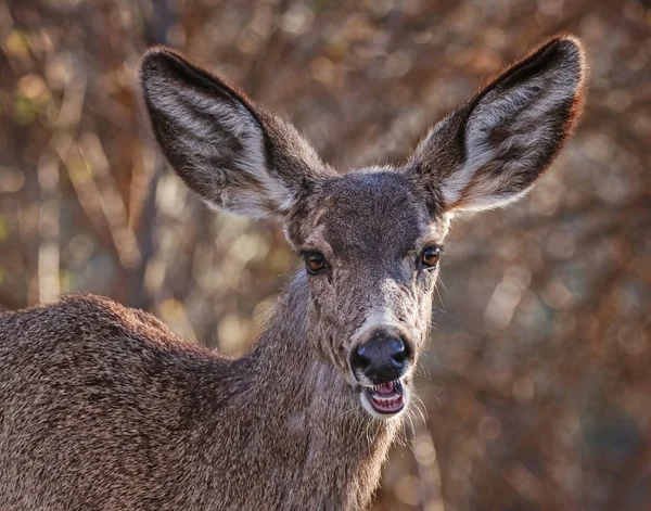 Beautiful photo of deer in a natural environment — Stock Photo, Image