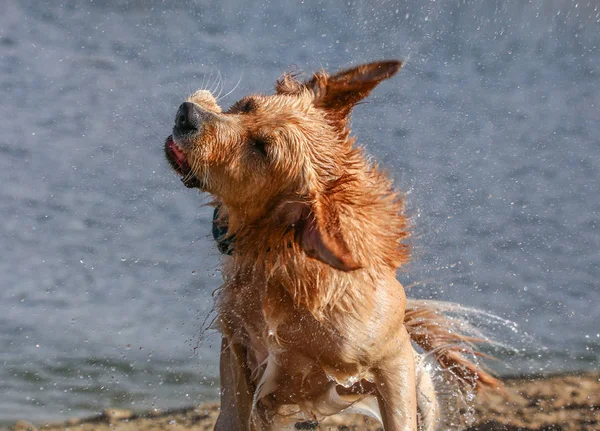 Hermosa foto de un perro jugando afuera — Foto de Stock