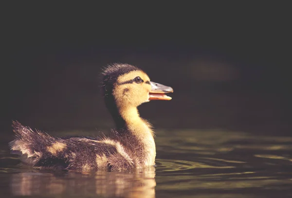 只鸭宝宝在当地公园的池塘里游泳 — 图库照片