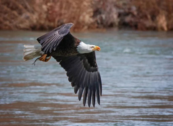 Eagle söker efter mat — Stockfoto