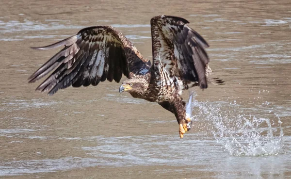 Hermoso Colorido Águila Calva Juvenil Pescado Capturado —  Fotos de Stock