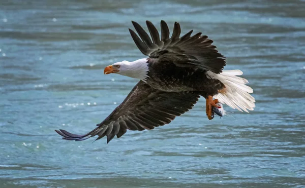 Adler auf Nahrungssuche — Stockfoto