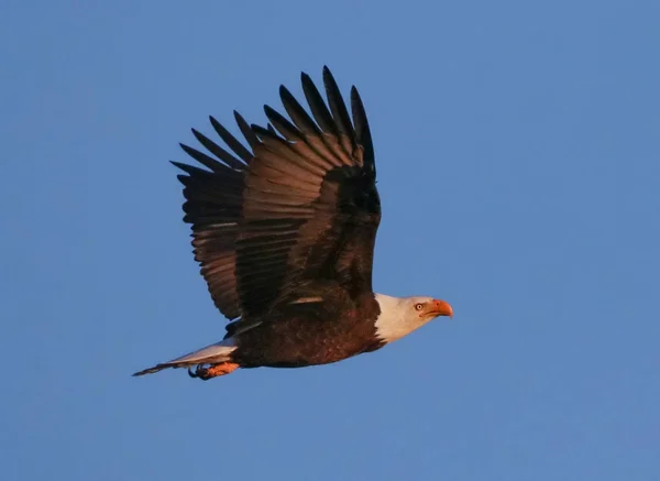 Eagle söker efter mat — Stockfoto