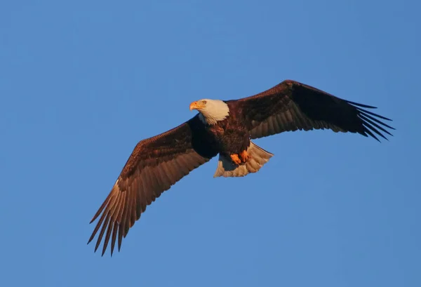 Eagle op zoek naar voedsel — Stockfoto