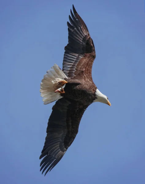 Aquila in cerca di cibo — Foto Stock