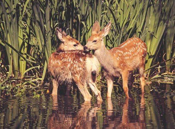 Twin fawns nuzzling each other in a pond surrounded by reeds at — Stock Photo, Image