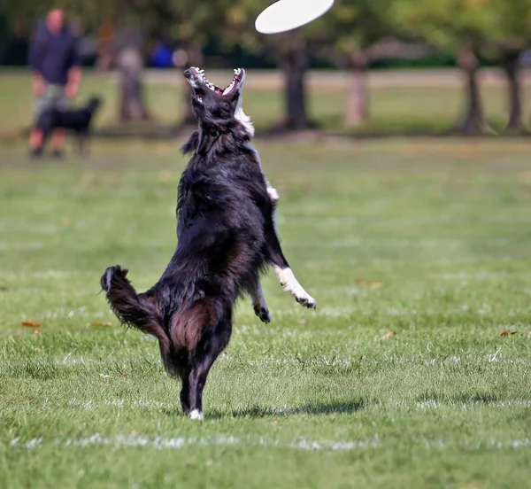 Perro Jugando Buscar Parque Público Local — Foto de Stock