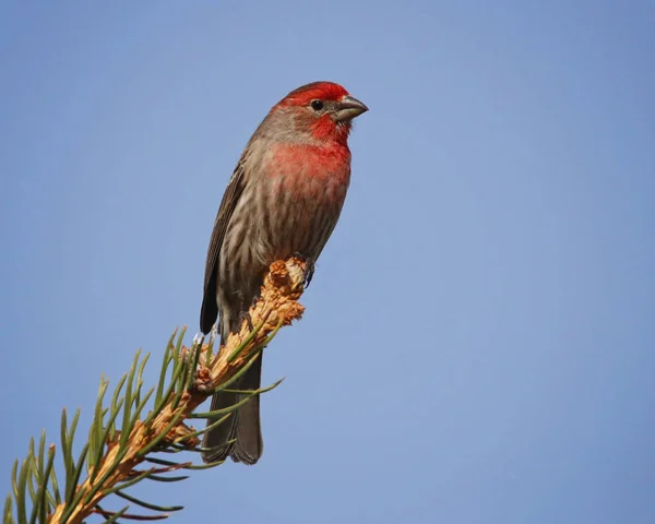 Uma bela casa finch sentado em um ramo evergreen — Fotografia de Stock