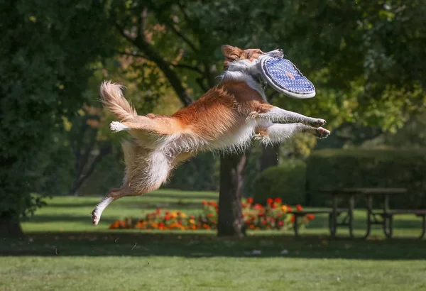 Un cane che gioca a prendere in un parco pubblico locale — Foto Stock