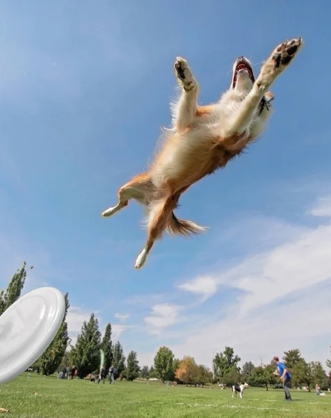 Australische herder collie springen — Stockfoto