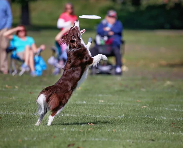 Perro divirtiéndose en un parque público — Foto de Stock