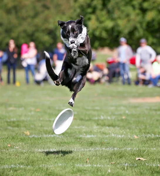 Hund att ha kul på en offentlig park — Stockfoto