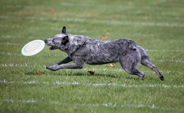 Perro divirtiéndose en un parque público — Foto de Stock