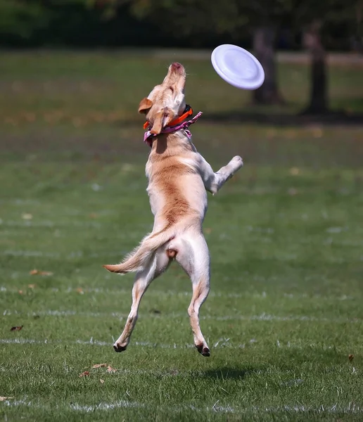 Eğleniyor genel bir parkta köpek — Stok fotoğraf