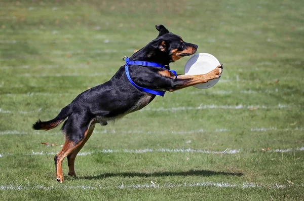 Perro divirtiéndose en un parque público — Foto de Stock