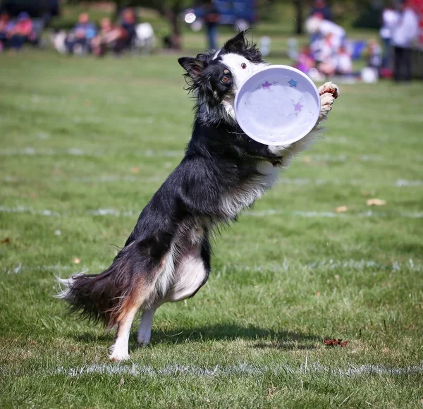 Hund att ha kul på en offentlig park — Stockfoto