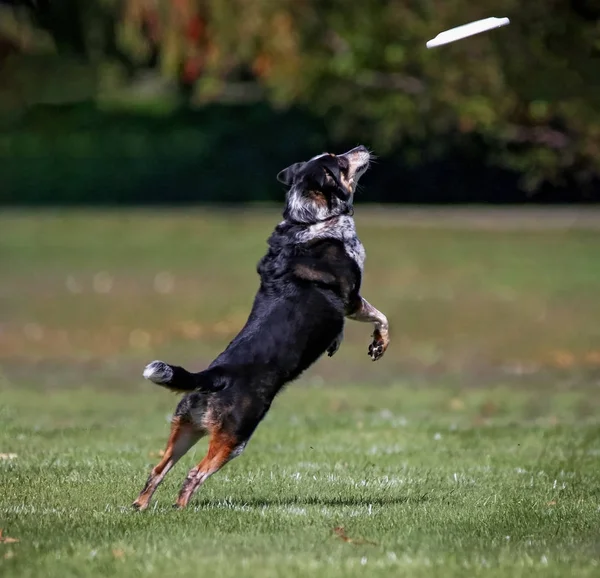 Hund att ha kul på en offentlig park — Stockfoto