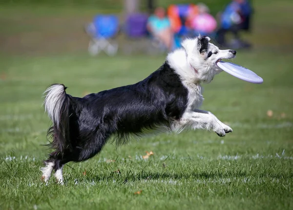 Chien s'amuser dans un parc public — Photo