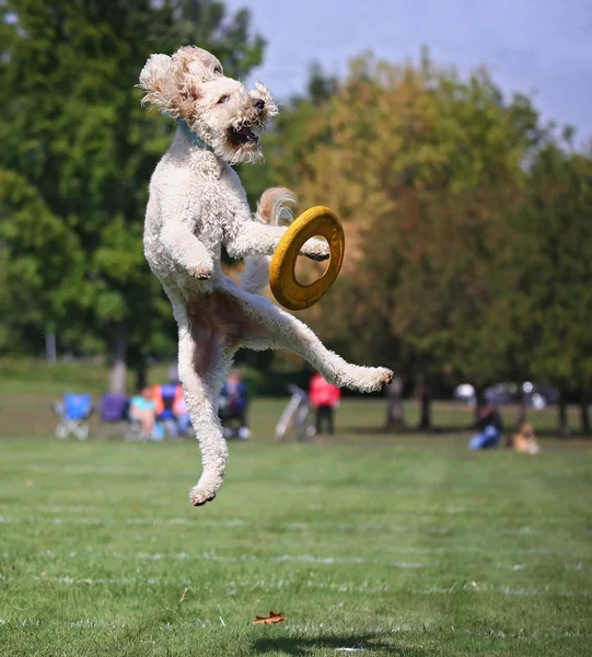 Perro divirtiéndose en un parque público — Foto de Stock