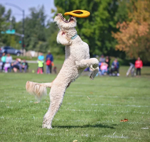 Perro divirtiéndose en un parque público — Foto de Stock