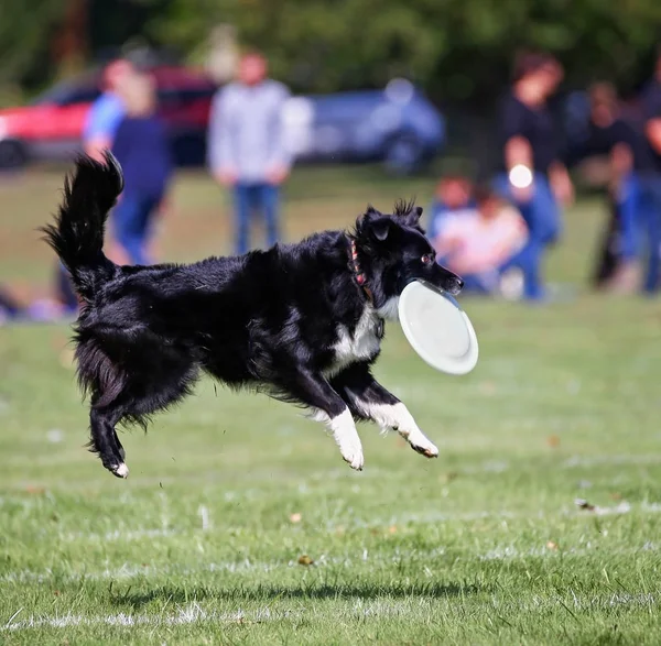 Hund att ha kul på en offentlig park — Stockfoto