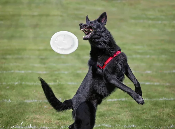 Perro divirtiéndose en un parque público — Foto de Stock