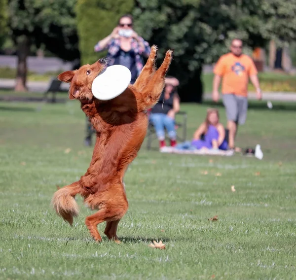 Hund att ha kul på en offentlig park — Stockfoto