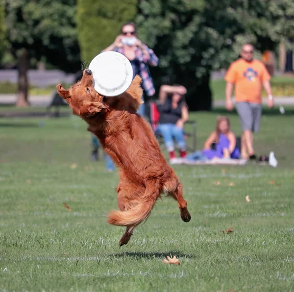 Perro divirtiéndose en un parque público — Foto de Stock