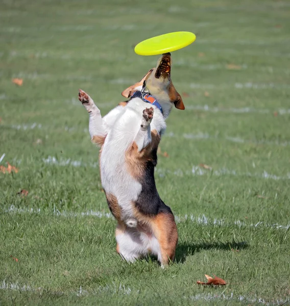 Dog having fun at a public park — Stock Photo, Image