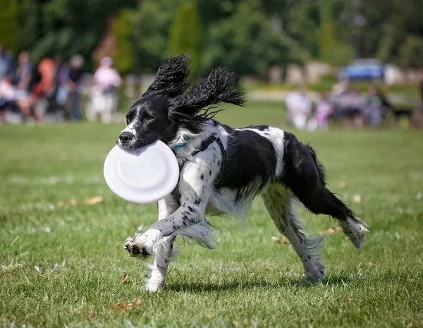 Dog having fun at a public park — Stock Photo, Image