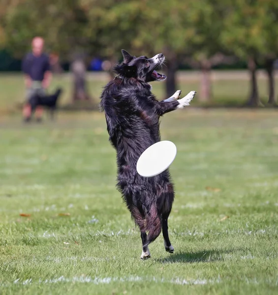 Perro divirtiéndose en un parque público — Foto de Stock