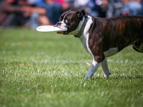 Perro divirtiéndose en un parque público — Foto de Stock