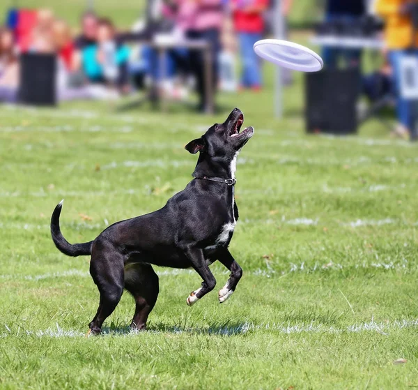 Perro divirtiéndose en un parque público — Foto de Stock