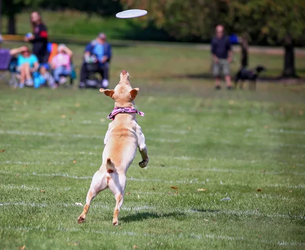 Hond plezier op een openbaar park — Stockfoto