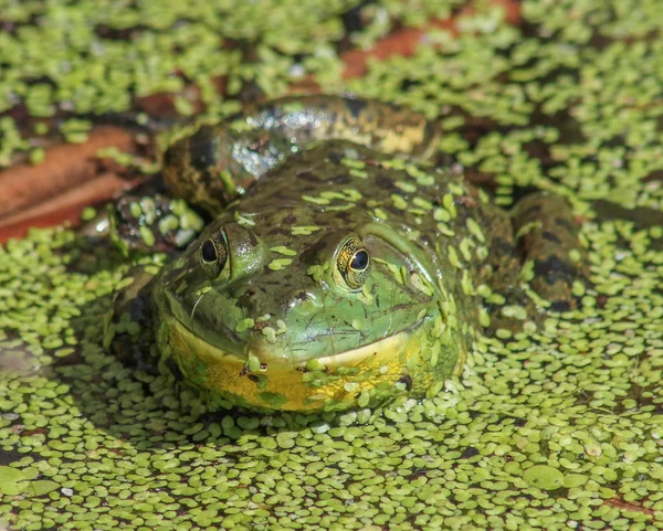 Um sapo viscoso em um pântano ou lagoa coberta com vida vegetal como mos — Fotografia de Stock