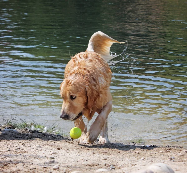 Собака, наслаждающаяся прогулкой на свежем воздухе, неся теннисный мяч на тигре — стоковое фото