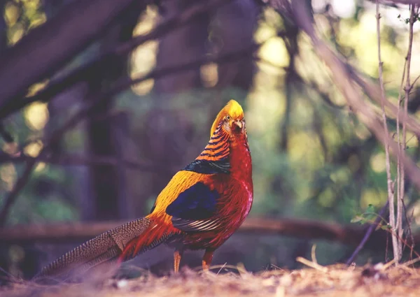 (SHALLOW DOF) a dometic golden pheasant in a local wildlife park — Stock Photo, Image